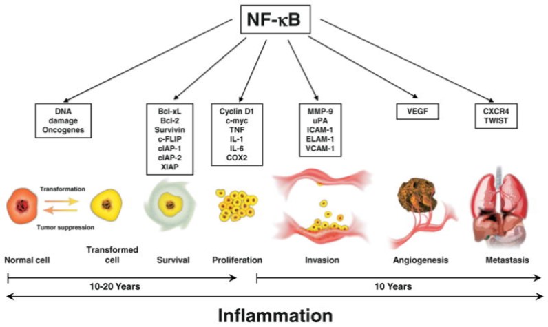 inflammation cancer.jpg